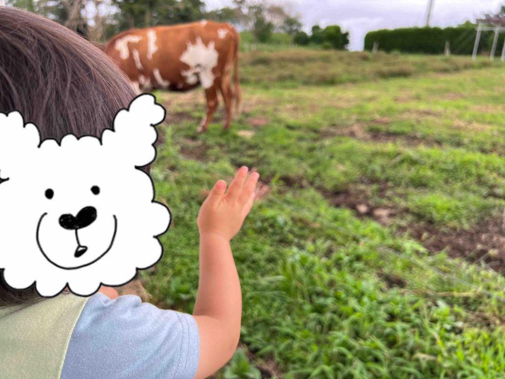 マザー牧場　牛　触れ合い　触れる　子供